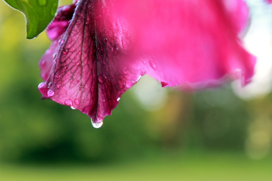 droplet on petunia / rejoicing hills