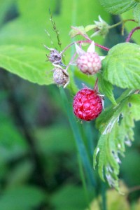 wild raspberries / rejoicing hills