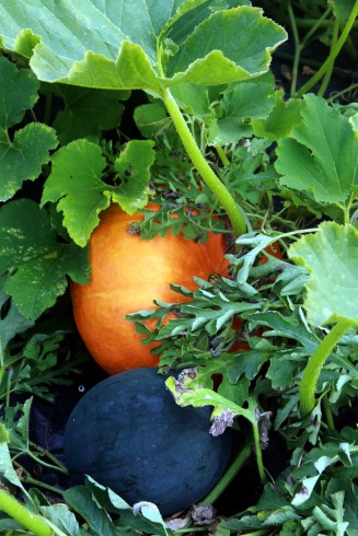 pumpkins and watermelon / rejoicing hills