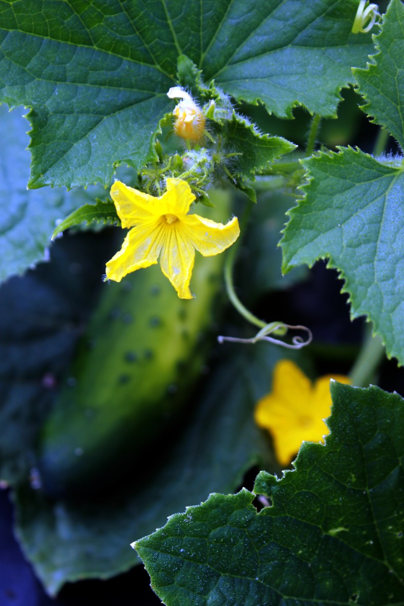 cucumber flower / rejoicing hills