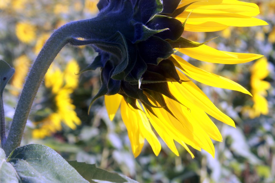 sunflower from behind / rejoicing hills