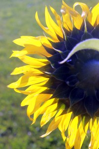 sunflower from behind / rejoicing hills