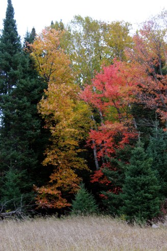 turning leaves / rejoicing hills