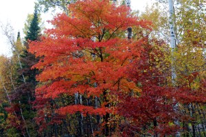flaming maple / rejoicing hills