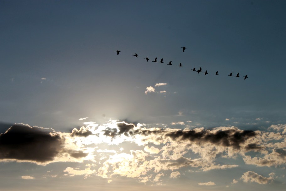 flying geese / rejoicing hills