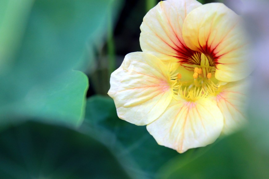 nasturtium / rejoicing hills