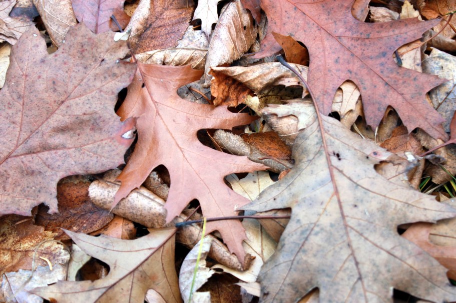 brown oak leaves / rejoicing hills