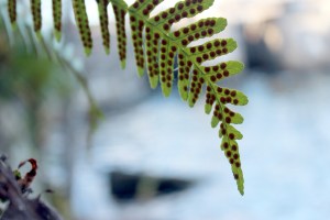 ferns / rejoicing hills