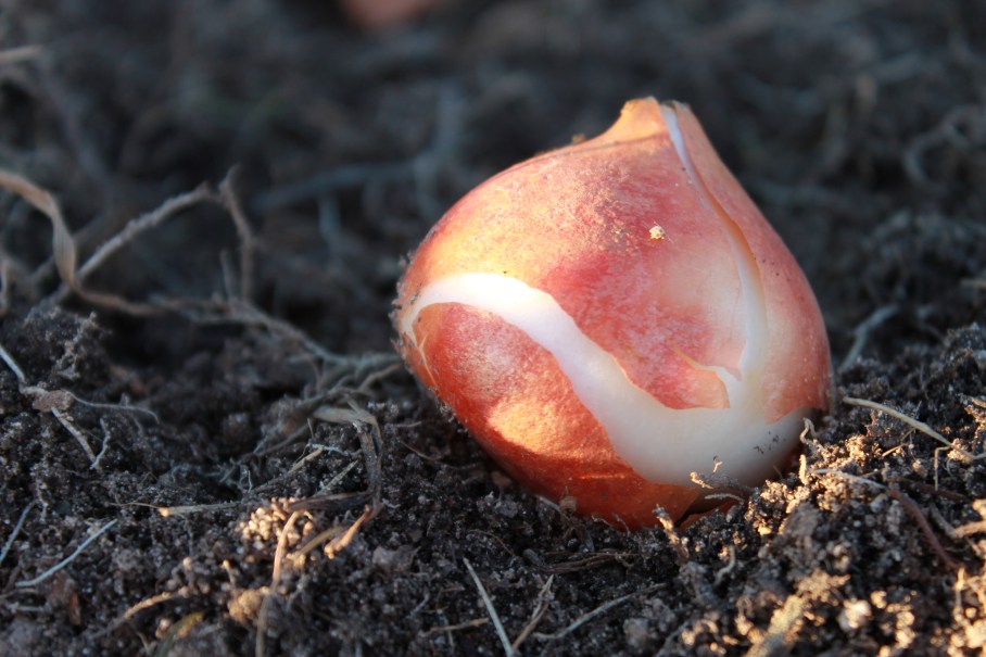 tulip bulb / rejoicing hills