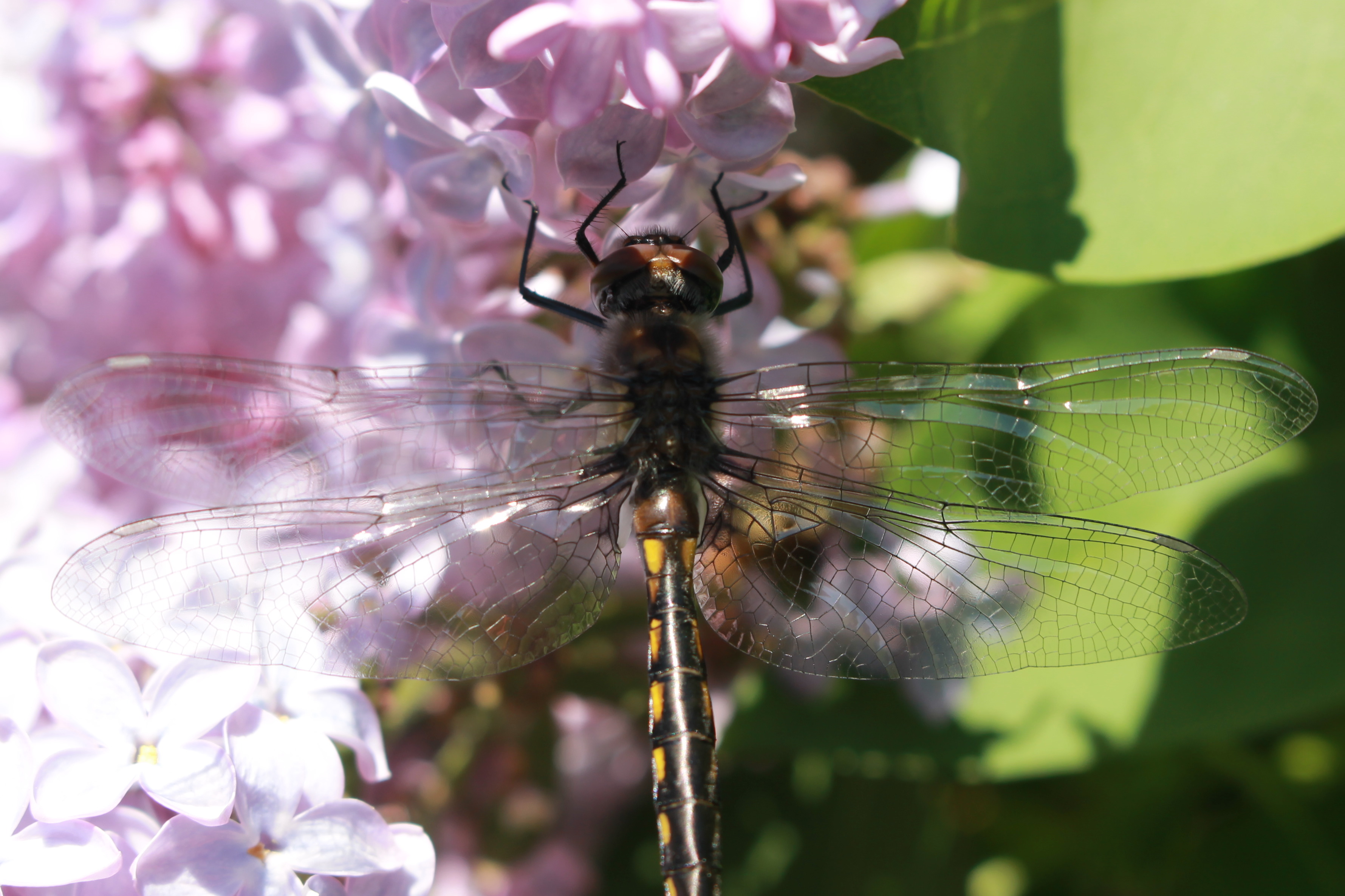 dragonfly on lilac