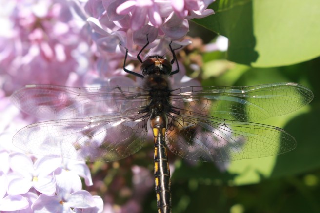 dragonfly on lilac